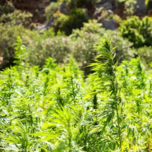 Illinois hemp Lawyer