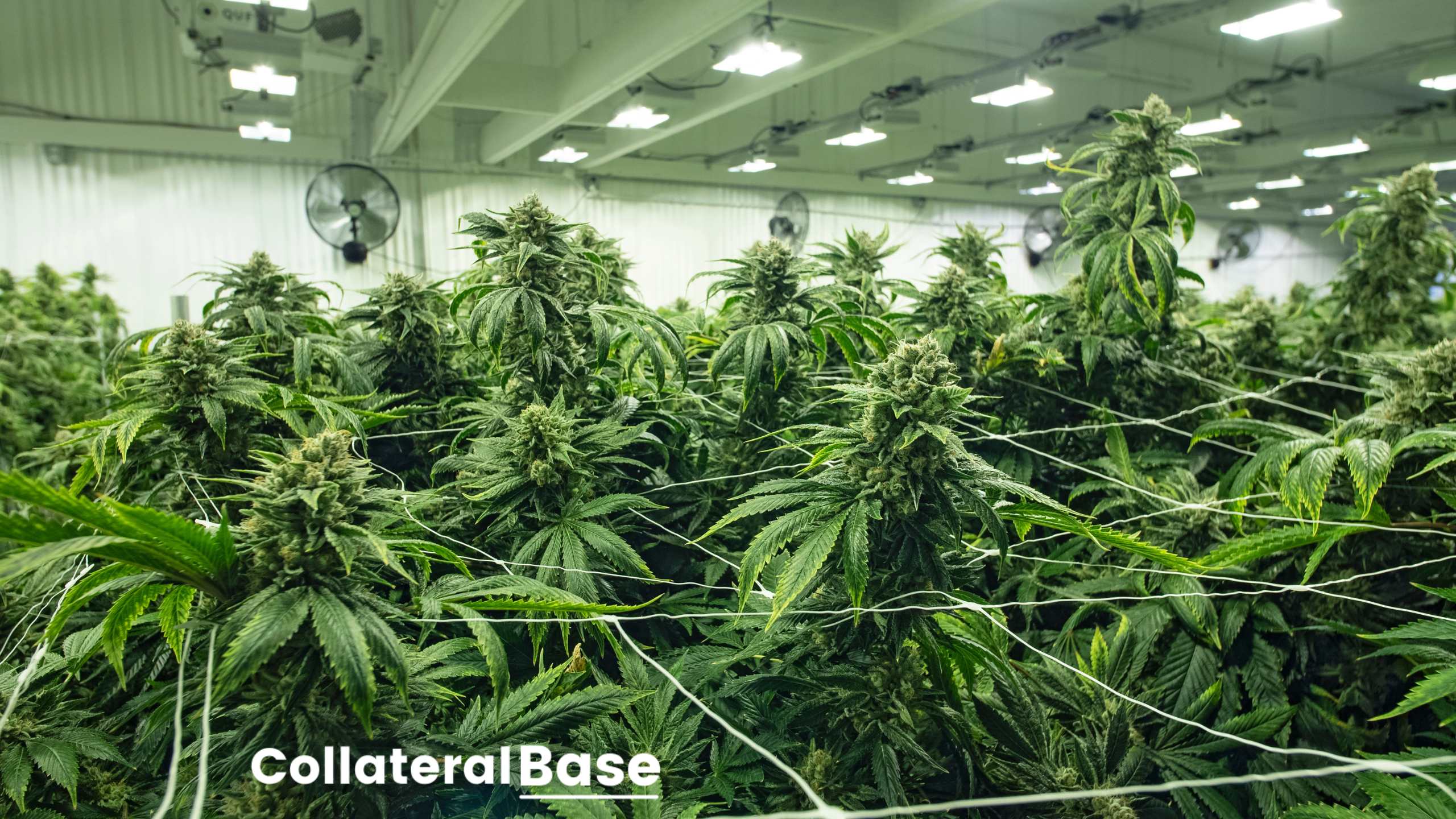 Burlington utility offers efficient, indoor cannabis-growing tips
